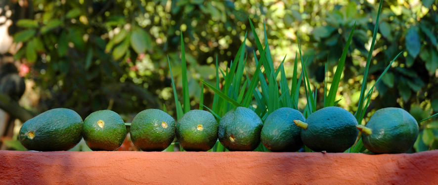 What's included on a Detox International retreat?